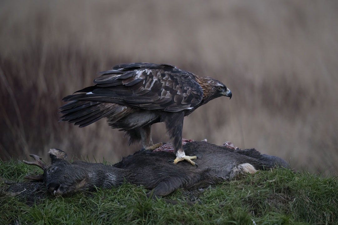 Golden Eagle Hide Workshop near Kirkcudbright