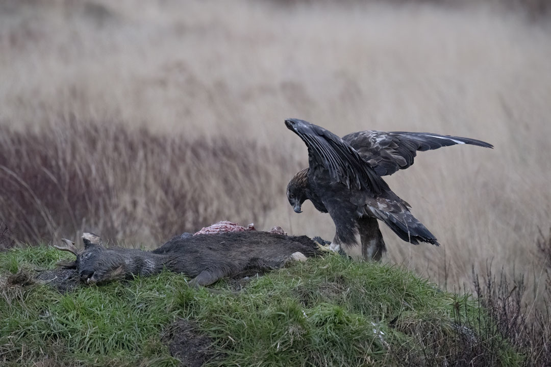 Golden Eagle Hide Workshop near Kirkcudbright