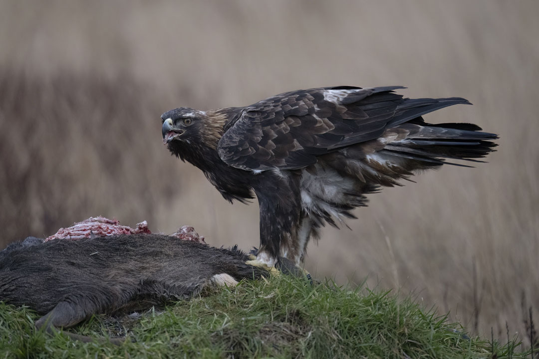 Golden Eagle Hide Workshop near Kirkcudbright