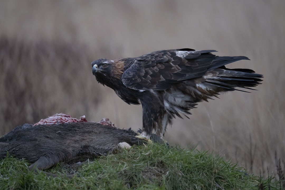 Golden Eagle Hide Workshop near Kirkcudbright