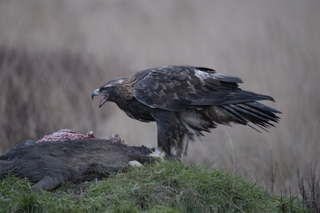 Golden Eagle Hide Workshop near Kirkcudbright