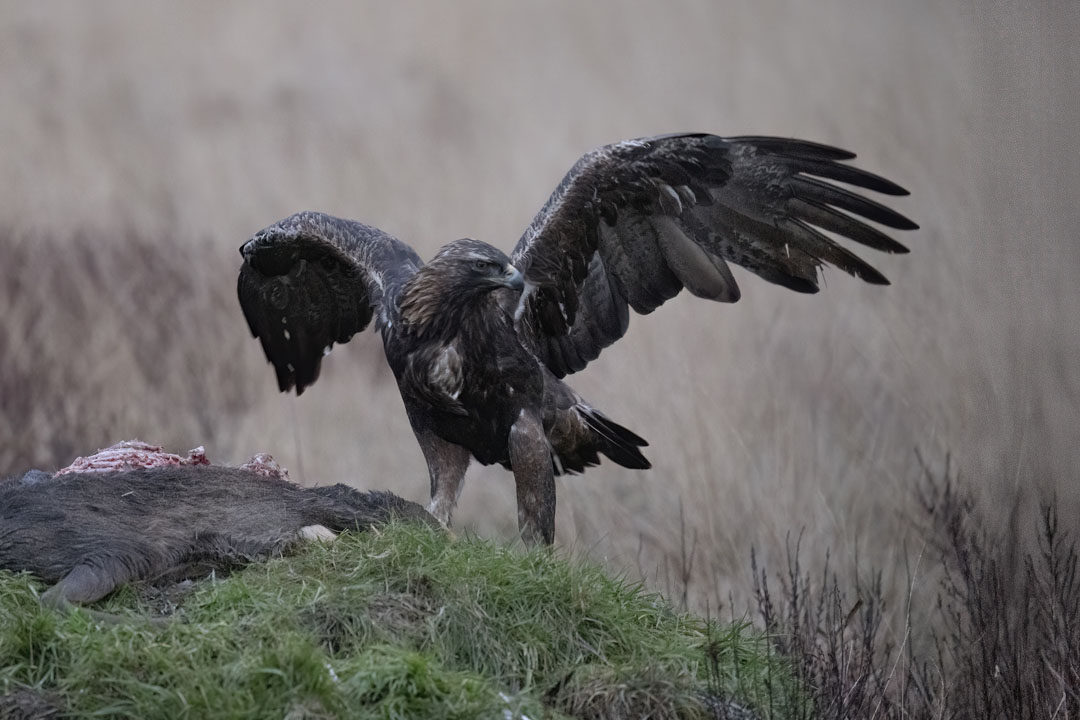 Golden Eagle Hide Workshop near Kirkcudbright