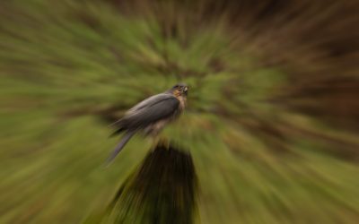 How to Create A Zoom Burst In Wildlife Photography