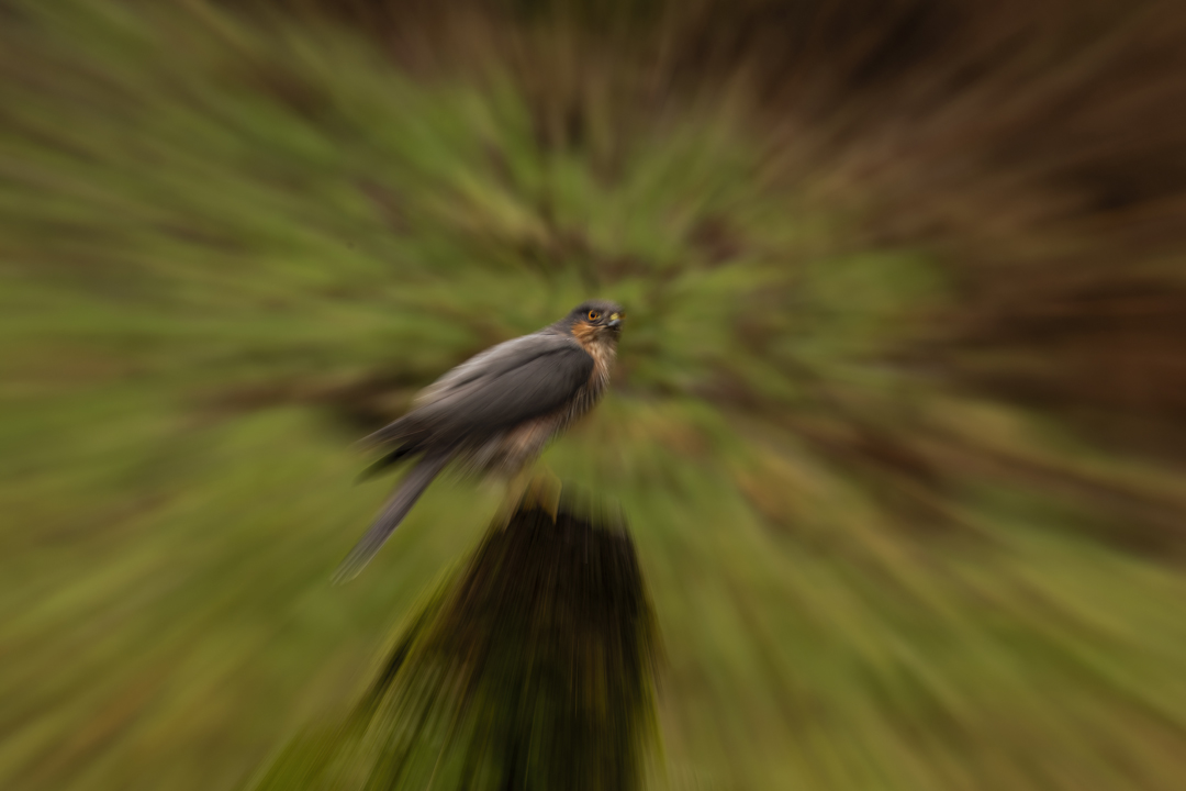 How to Create A Zoom Burst In Wildlife Photography | McDougall Photographic