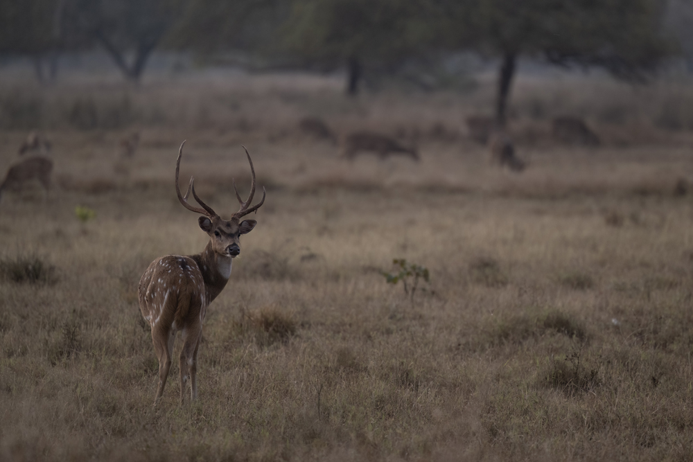 Satpura India Wildlife Photographic Tour