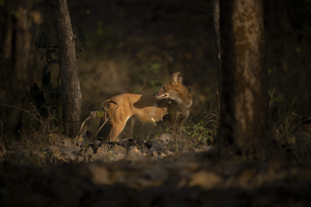 Satpura India Wildlife Photographic Tour