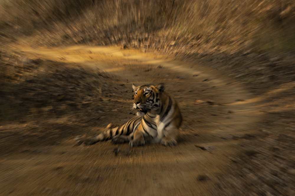 Satpura India Wildlife Photographic Tour