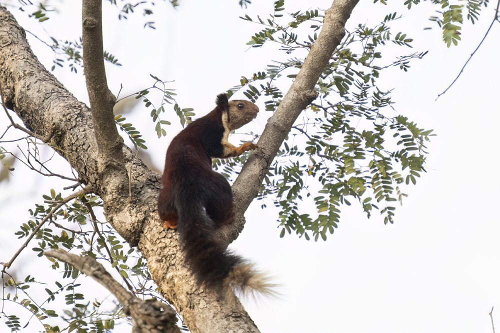 Satpura India Wildlife Photographic Tour