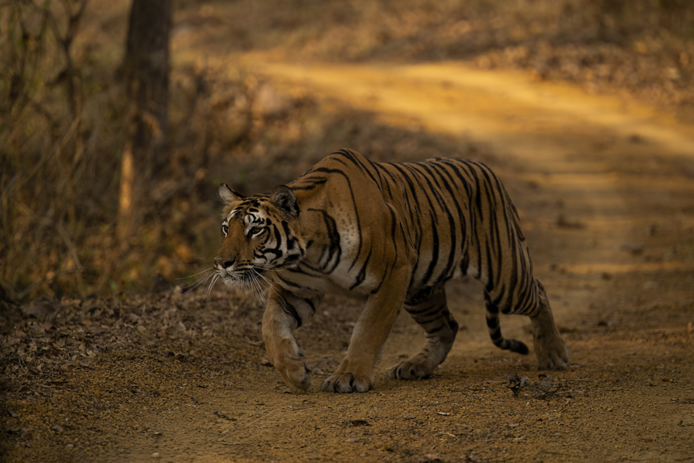 Satpura India Wildlife Photographic Tour