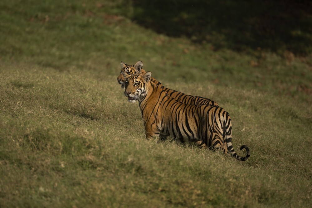 Satpura India Wildlife Photographic Tour