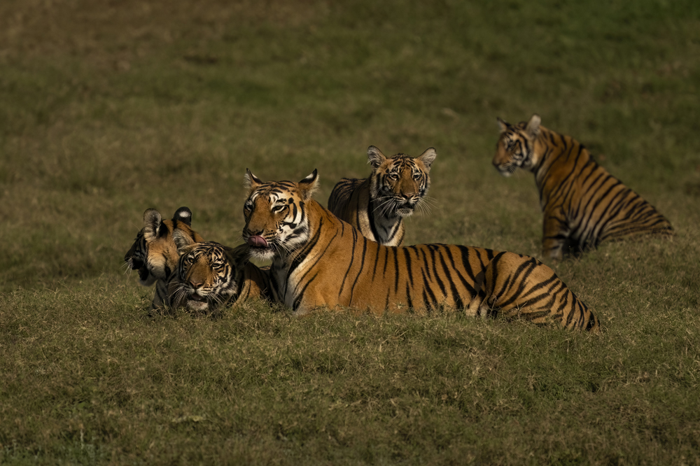 Satpura India Wildlife Photographic Tour
