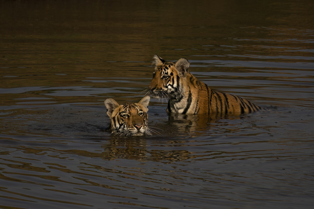 Satpura India Wildlife Photographic Tour