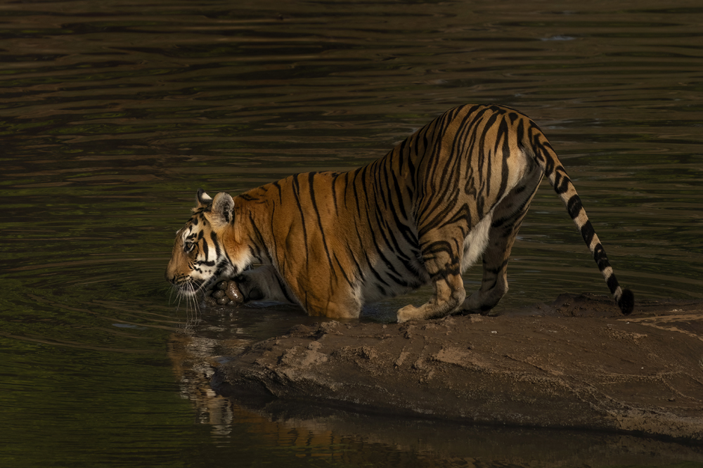 Satpura India Wildlife Photographic Tour