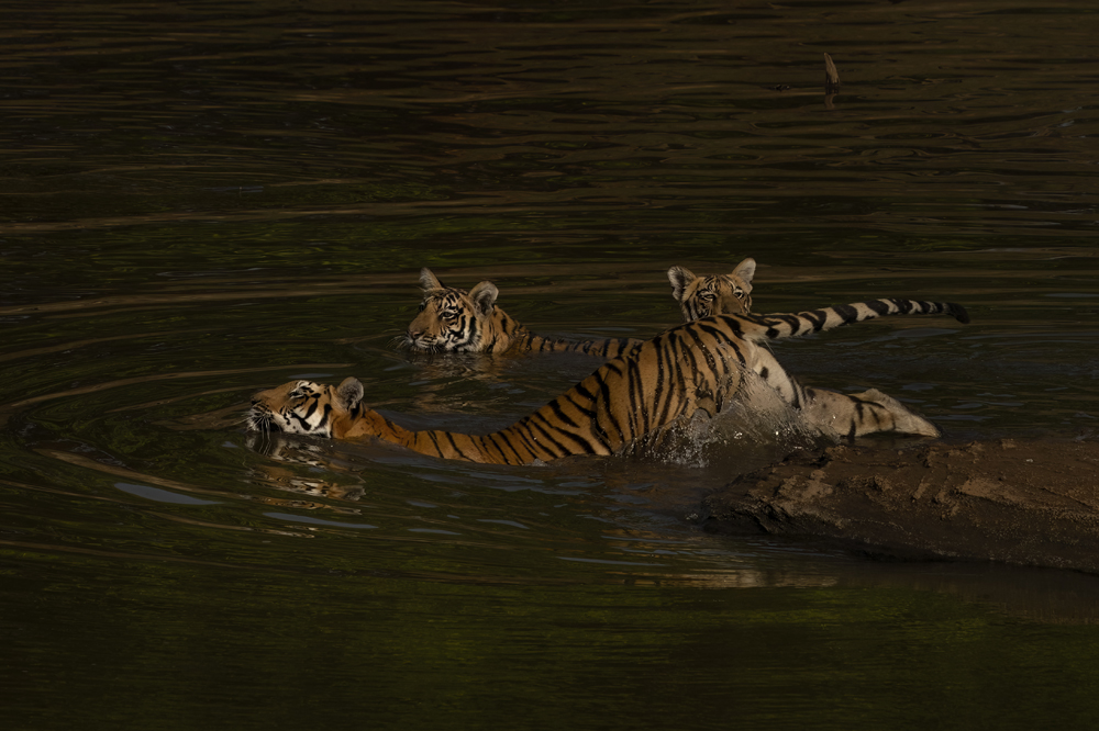 Satpura India Wildlife Photographic Tour
