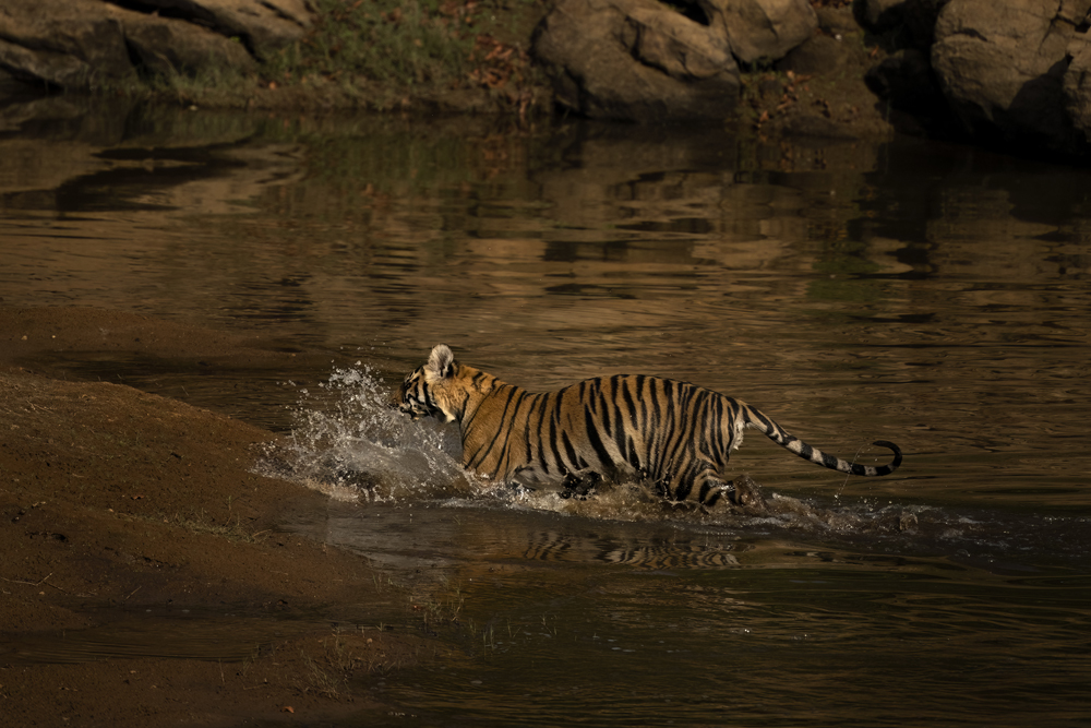 Satpura India Wildlife Photographic Tour