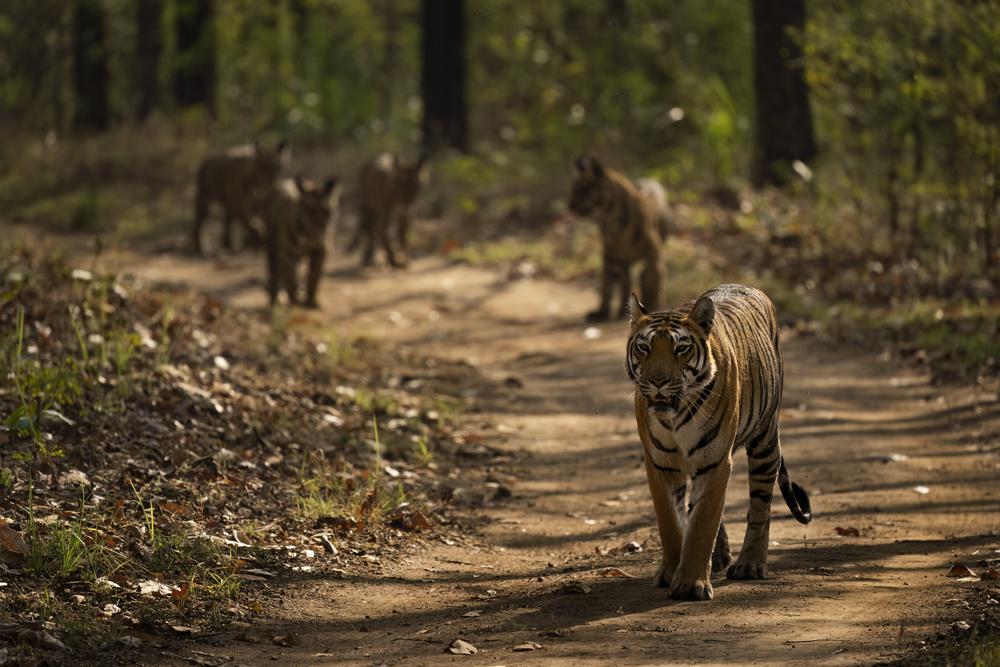 Satpura India Wildlife Photographic Tour