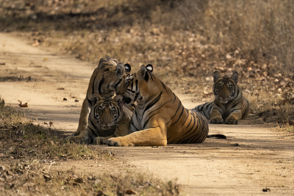 Satpura India Wildlife Photographic Tour