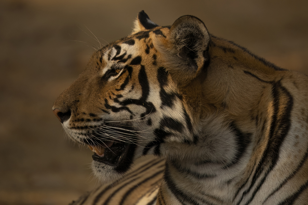 Satpura India Wildlife Photographic Tour