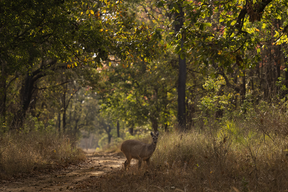Satpura India Wildlife Photographic Tour