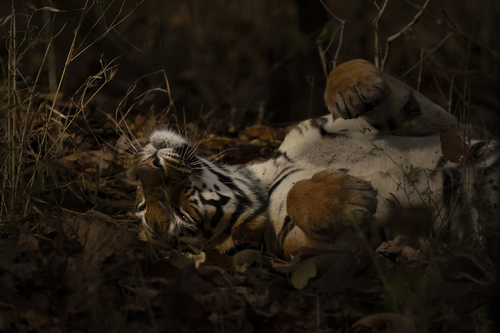 Satpura India Wildlife Photographic Tour