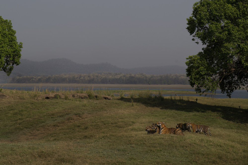 Satpura India Wildlife Photographic Tour