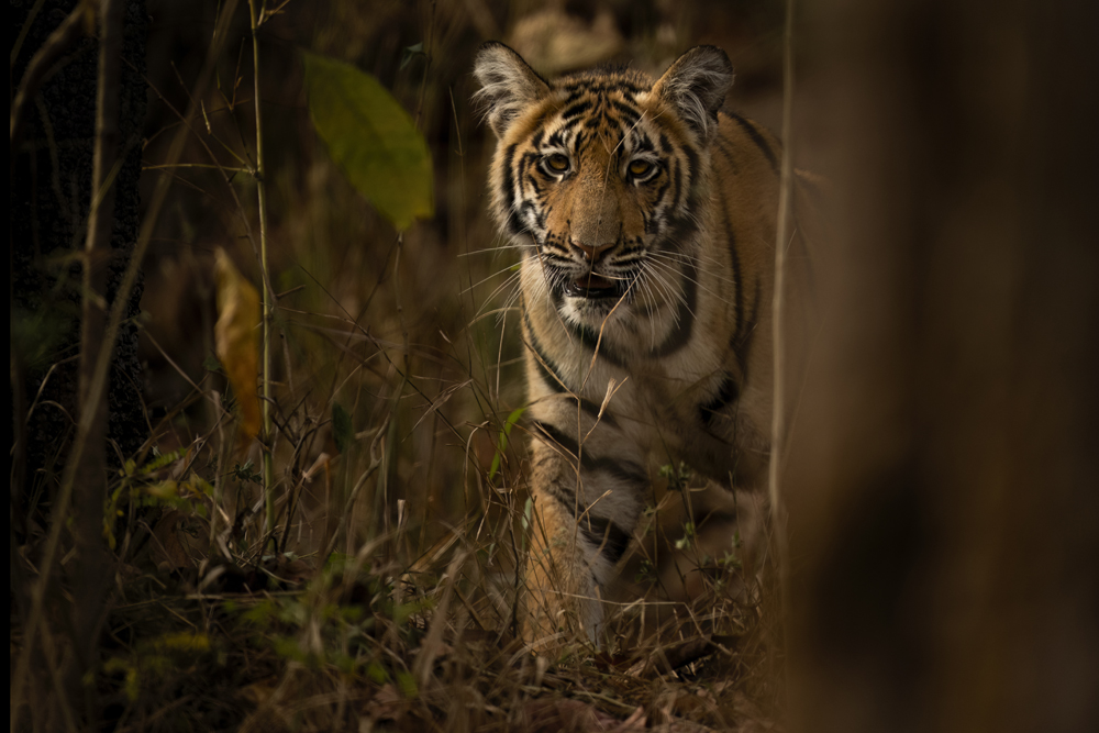 Satpura India Wildlife Photographic Tour