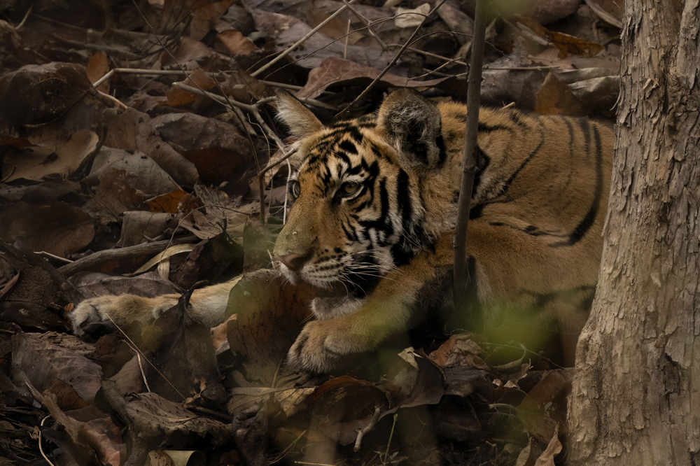 Satpura India Wildlife Photographic Tour