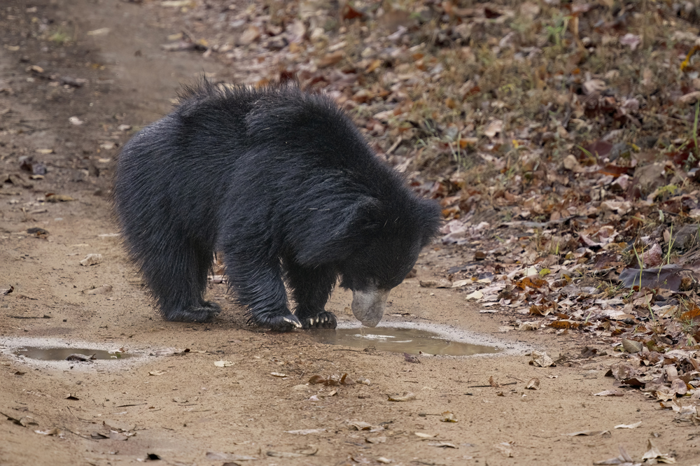 Satpura India Wildlife Photographic Tour