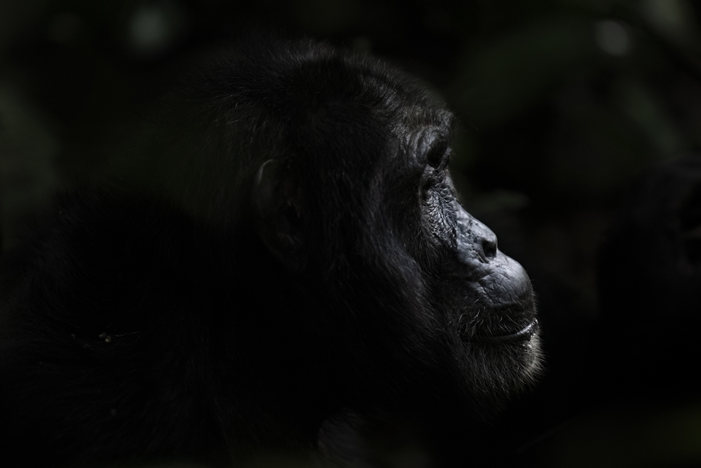 Chimpanzee photographed ethically in Kibale National Park, Uganda
