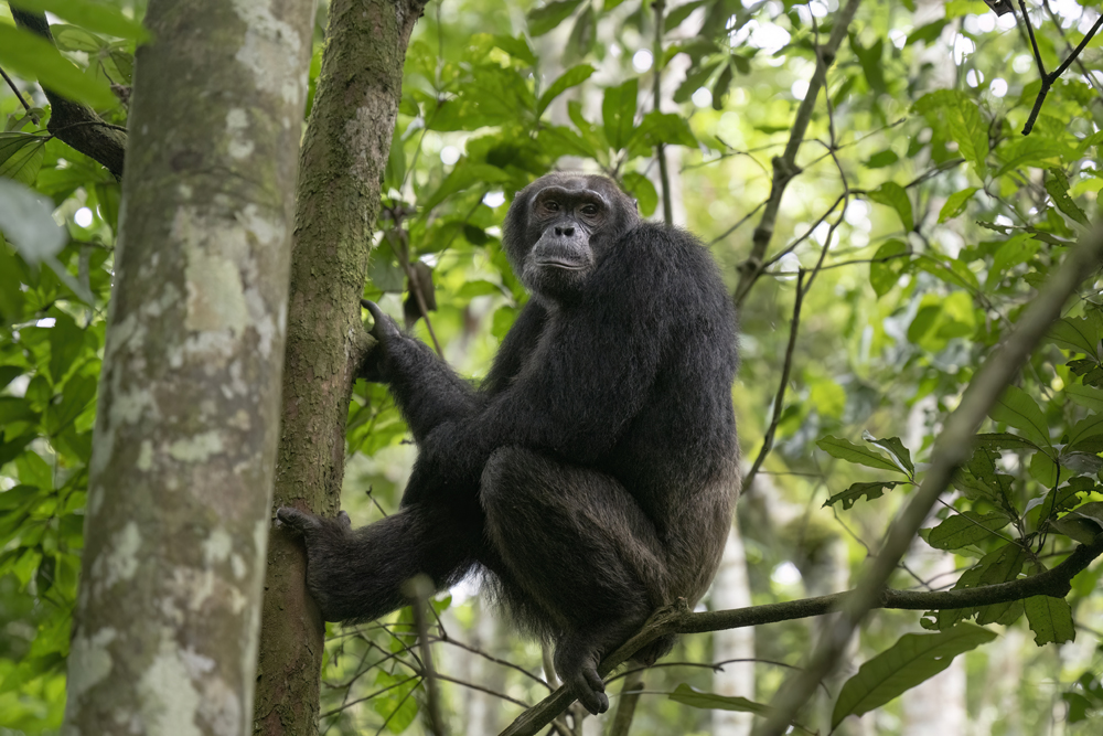 Chimpanzee photographed ethically in Kibale National Park, Uganda