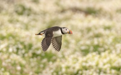Photographing Puffins on the Isle of May: The Ultimate Wildlife Photography Guide