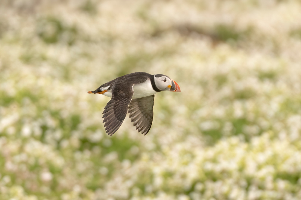 Photographing Puffins on the Isle of May: The Ultimate Wildlife Photography Guide
