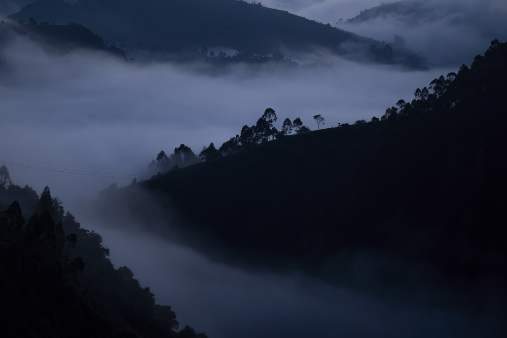 gorilla-photography-bwindi-uganda