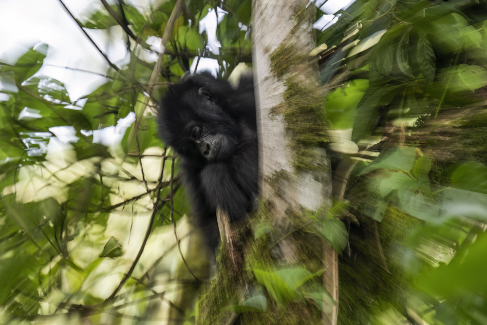 Mountain gorilla photographed ethically in Bwindi Impenetrable National Park, Uganda