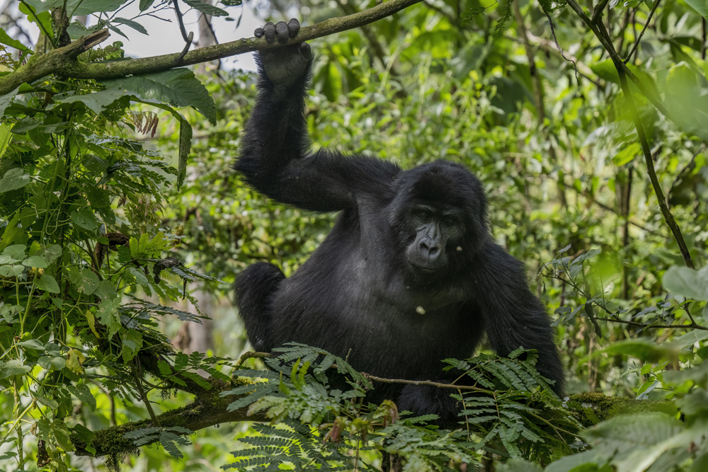 Mountain gorilla photographed ethically in Bwindi Impenetrable National Park, Uganda