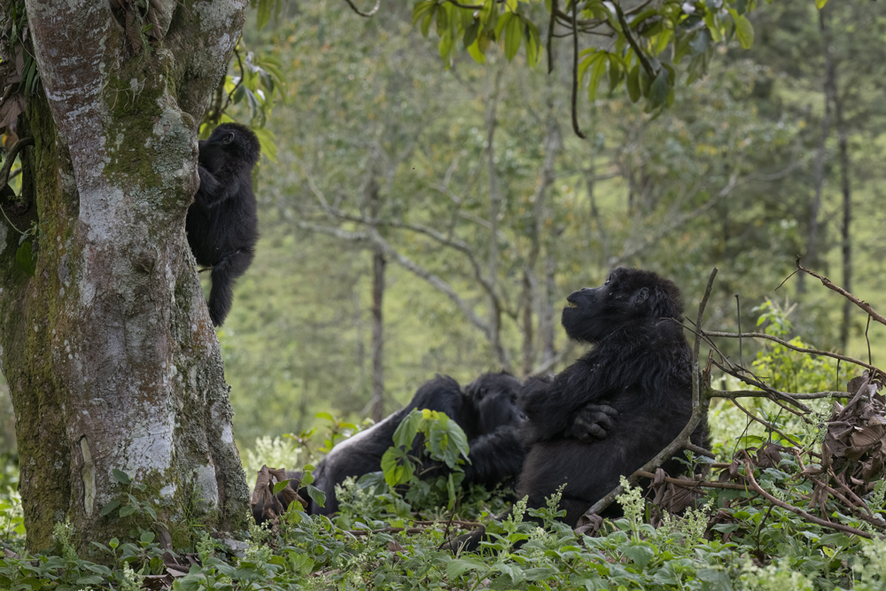 Mountain gorilla photographed ethically in Bwindi Impenetrable National Park, Uganda