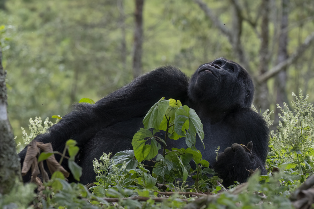 Mountain gorilla photographed ethically in Bwindi Impenetrable National Park, Uganda