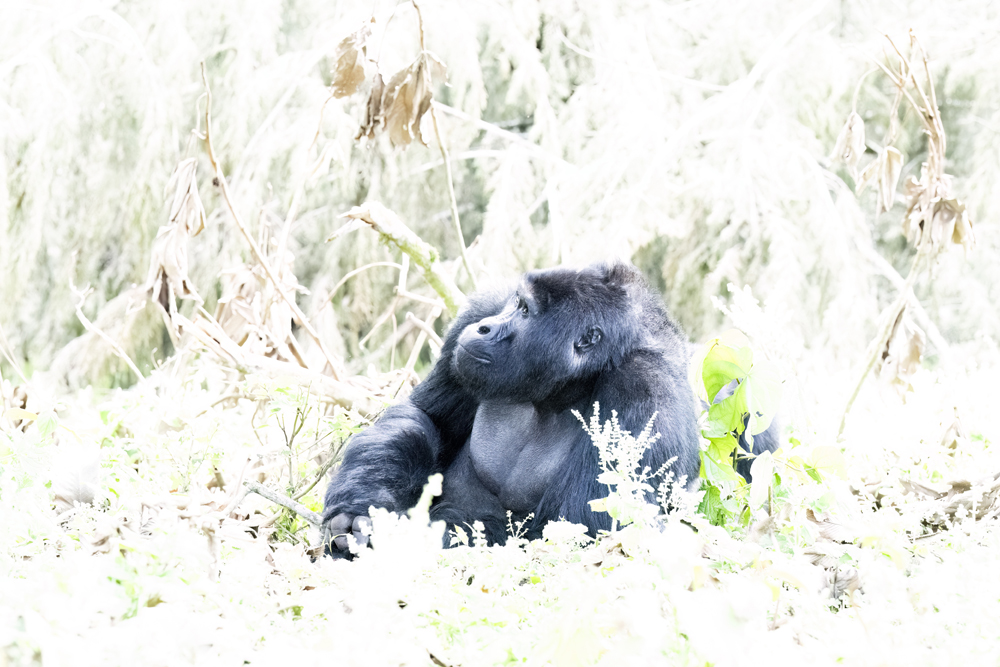 Mountain gorilla photographed ethically in Bwindi Impenetrable National Park, Uganda