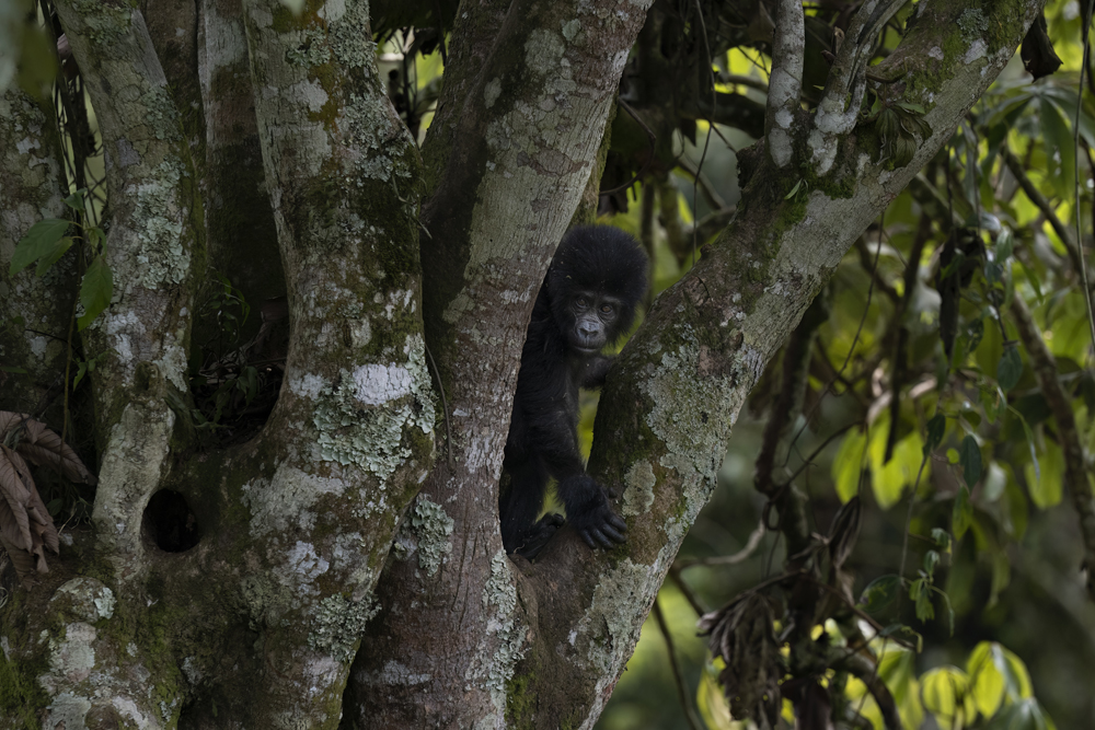 Mountain gorilla photographed ethically in Bwindi Impenetrable National Park, Uganda