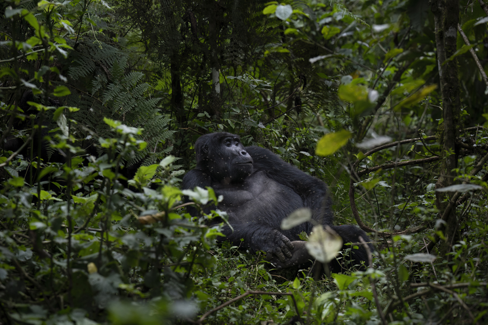 Mountain gorilla photographed ethically in Bwindi Impenetrable National Park, Uganda