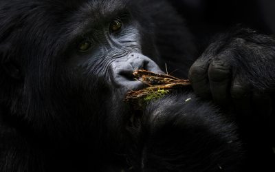 How to Photograph Gorillas and Chimpanzees in Uganda: The Ultimate Photography Guide