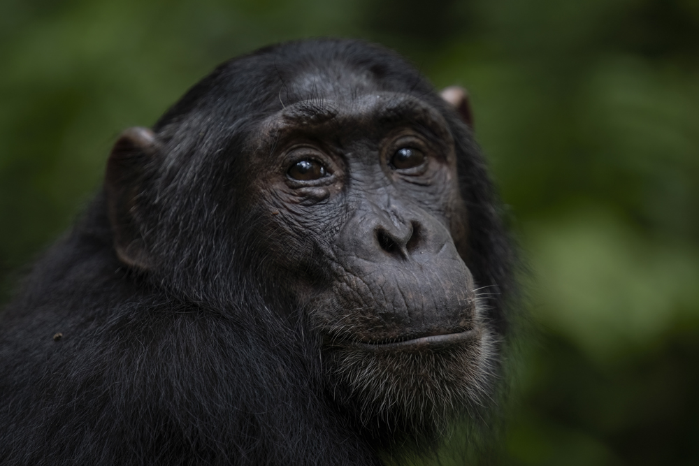 Chimpanzee photographed ethically in Kibale National Park, Uganda
