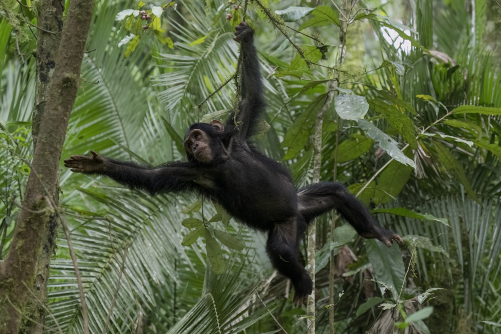 Chimpanzee photographed ethically in Kibale National Park, Uganda