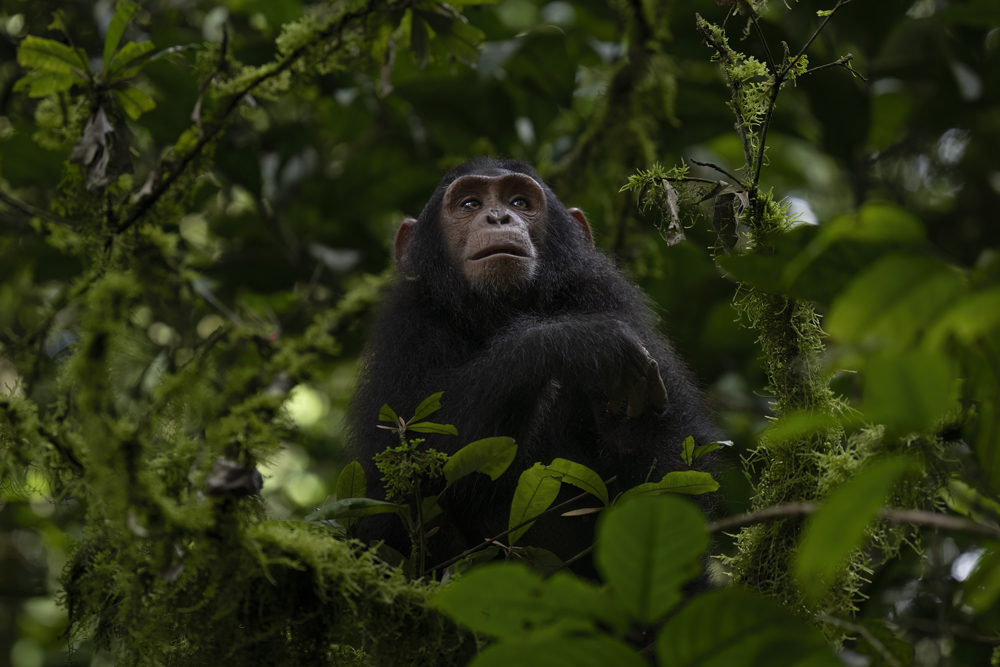 Chimpanzee photographed ethically in Kibale National Park, Uganda