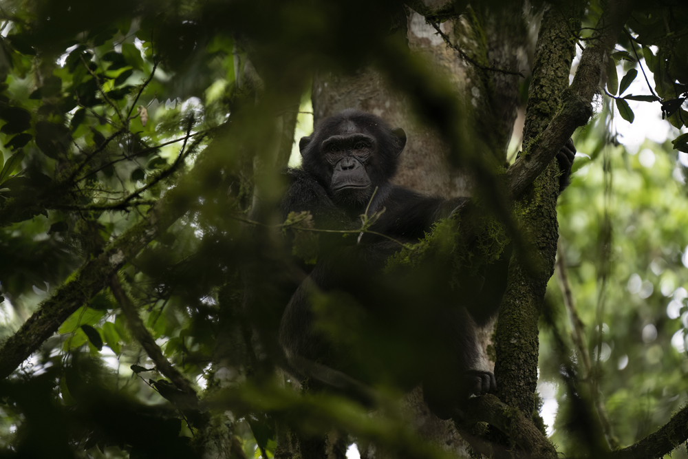 Chimpanzee photographed ethically in Kibale National Park, Uganda