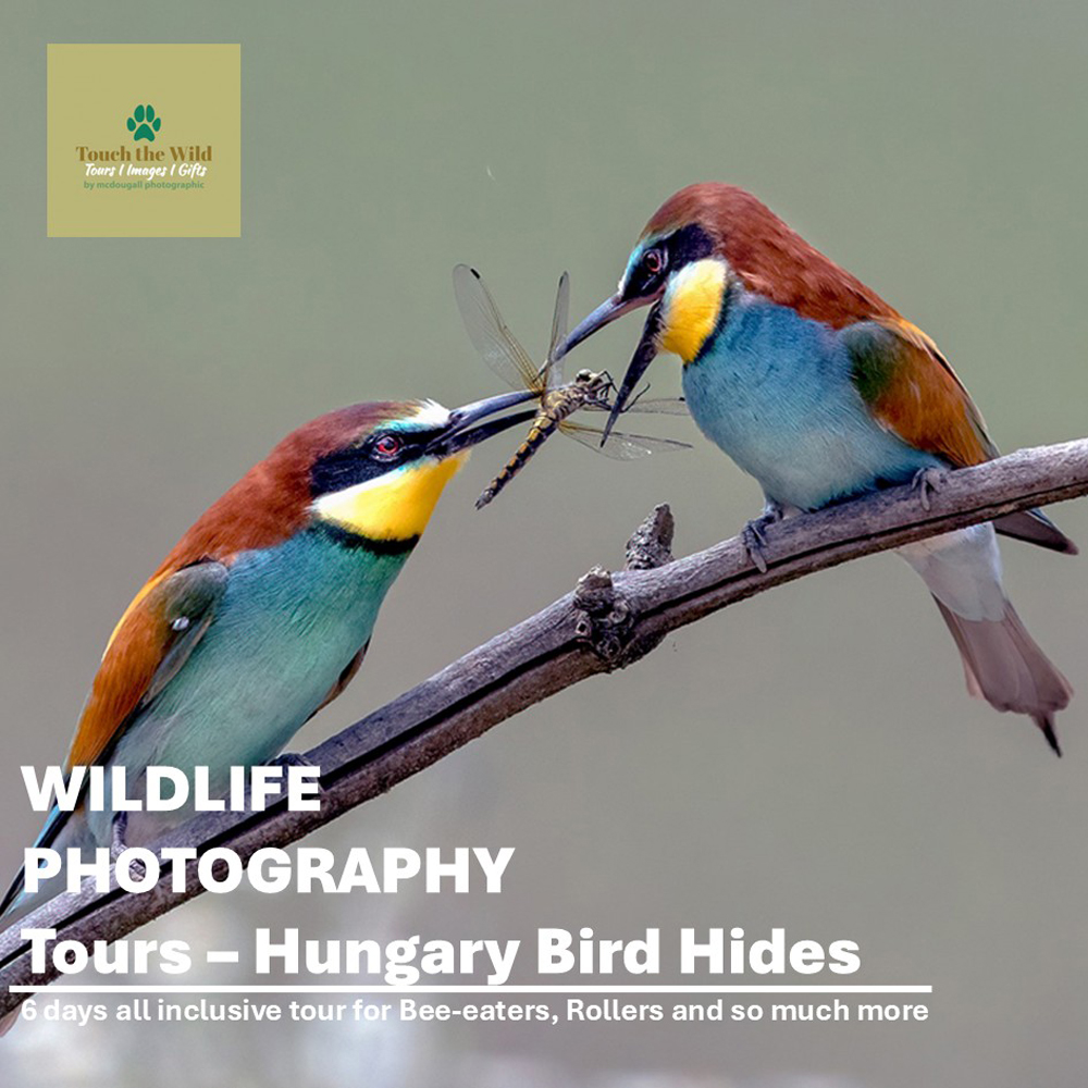 Hungary Bird Tour Paul McDougall Wildlife Photographer