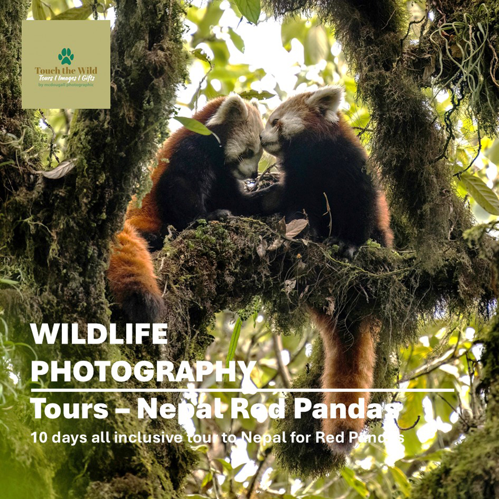 Red Panda Tour Paul McDougall Wildlife Photographer
