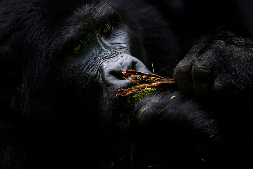 Gorilla chewing on a twig