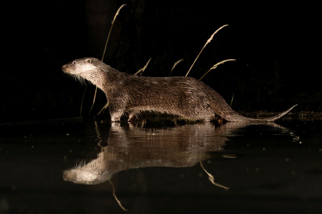 Sparrowhawk and Otter hides workshop Scotland