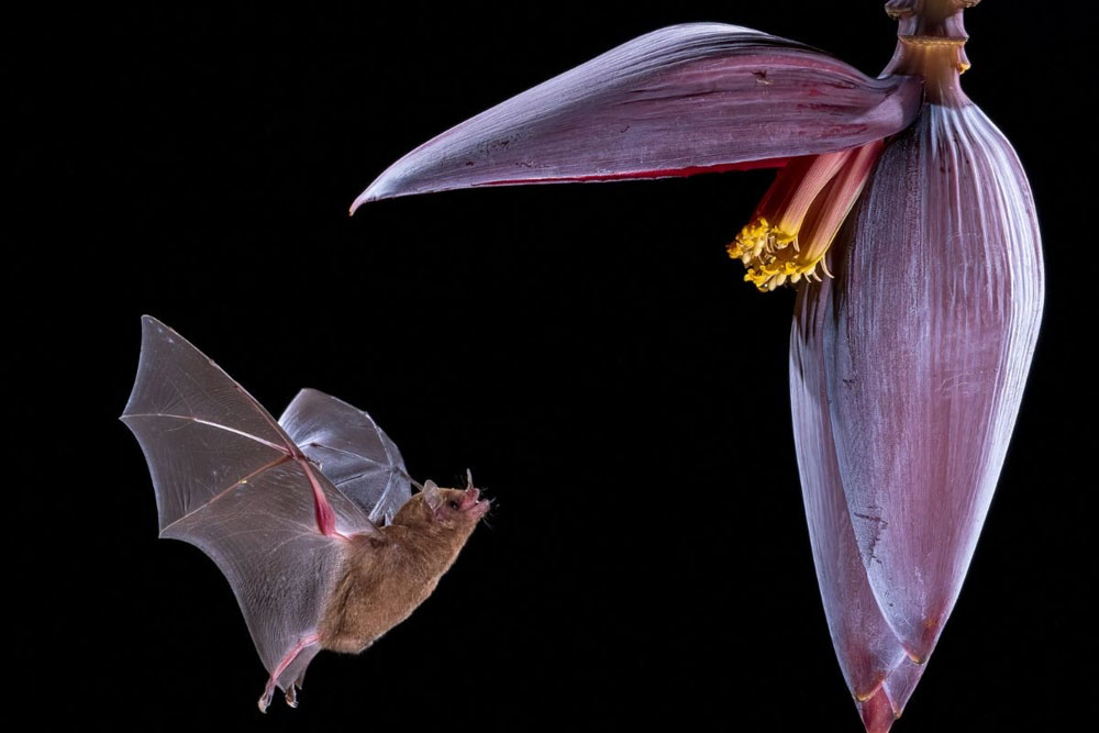 Costa Rica photographic tour